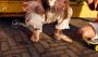 Kipling Pepita1 sandalen oudroze Meisjes Imitatieleer All over print 28 - Thumbnail 14