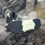 Adidas Terrex Ax4 Goretex Wandelschoenen Groen 1 3 Man - Thumbnail 6