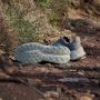 Adidas TERREX Soulstride Flow Trail Running Schoenen Dames Groen - Thumbnail 3