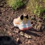 Adidas TERREX Soulstride Trail Running Schoenen Dames Oranje - Thumbnail 3