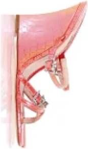 Sophia Webster Pre-owned Leather sandals Pink Dames