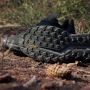 Adidas TERREX Runningschoenen TERREX SOULSTRIDE FLOW GORE-TEX TRAILRUNNING - Thumbnail 12