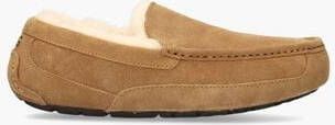 Ugg Ascot Bruin s